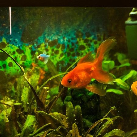 Apartment Aleksija Ni エクステリア 写真